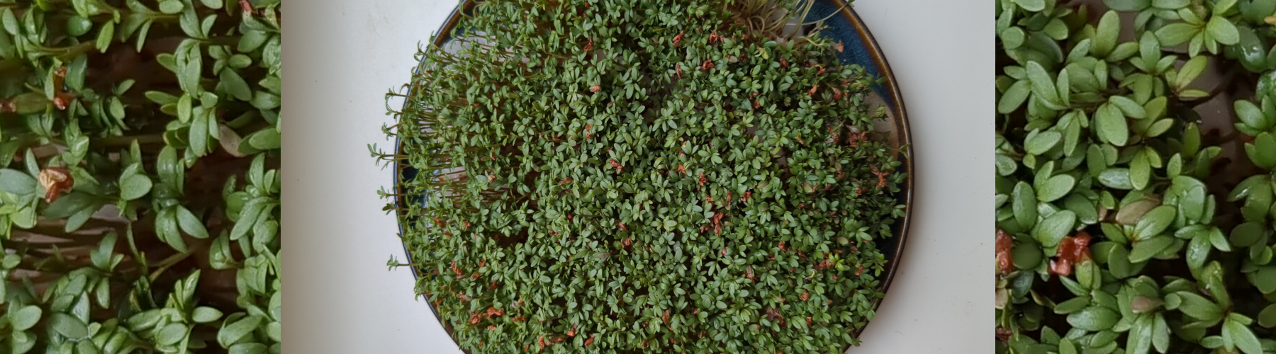 Kressesamen werden zu Sprossen, Der nachhaltige Samstag Backen Kochen Frisches