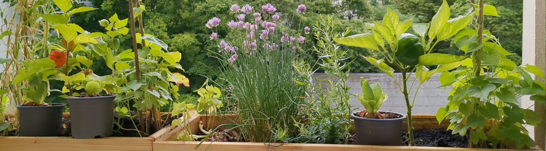 Selbstgebaute Kästen für das Fensterbrett, Der nachhaltige Samstag